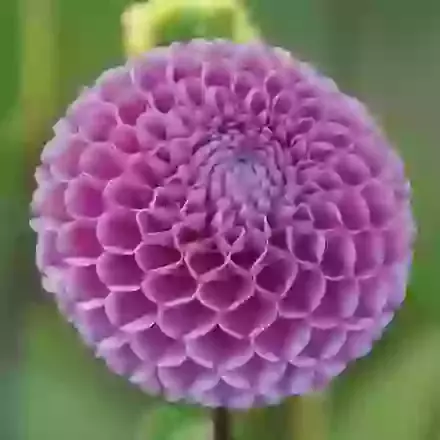 Pompom